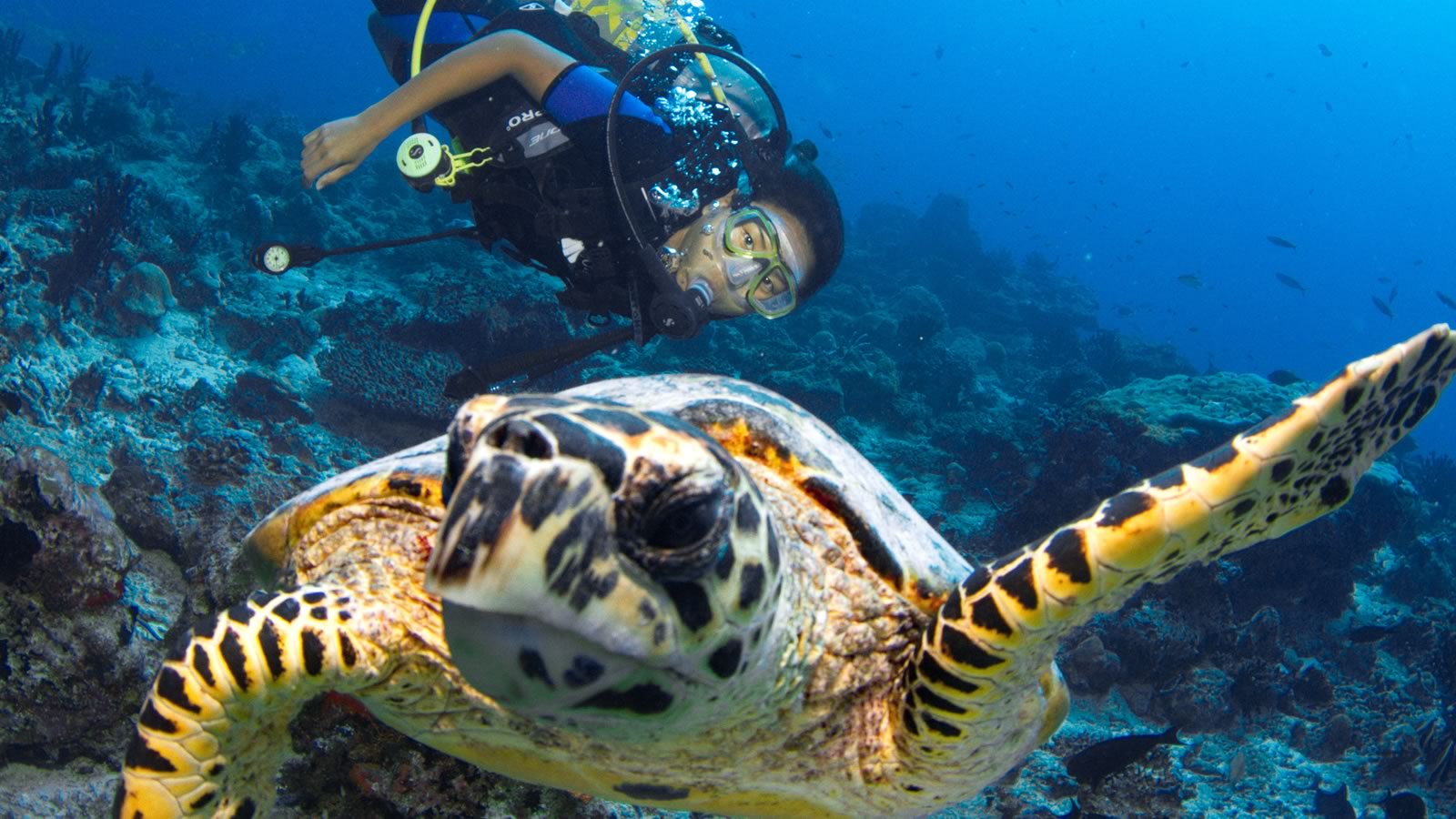 Sea Turtle swimming along the reef