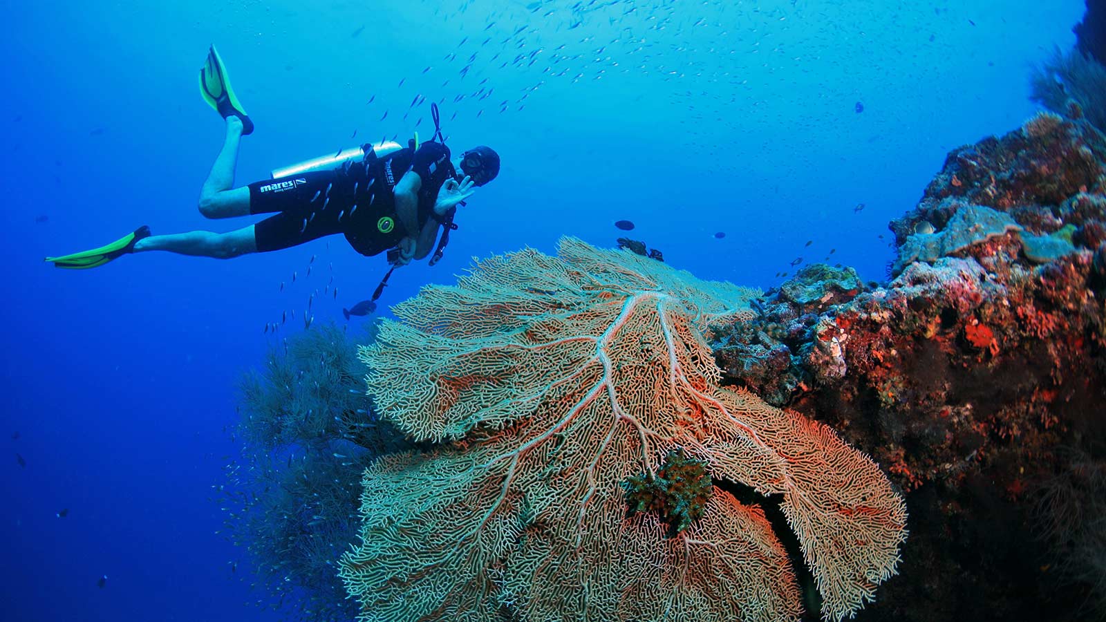 Diving around beautiful fan corals Scuba Diving Maldives Courses