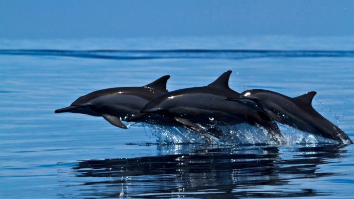 Maldives Dolphin Cruise