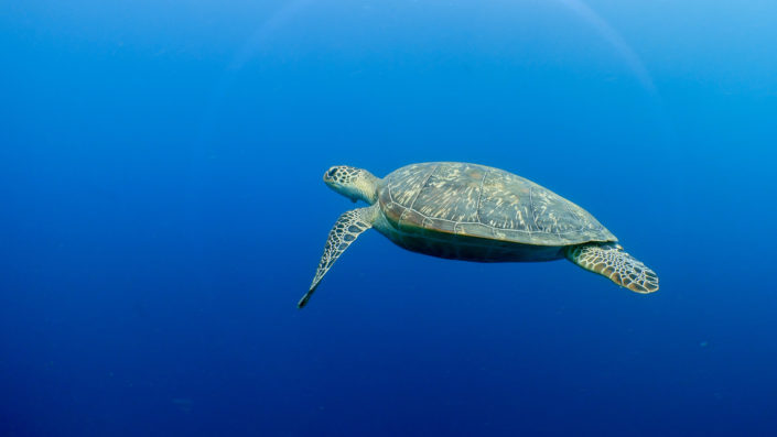 Turtle Safari Maldives